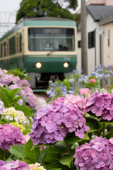 江ノ電と紫陽花