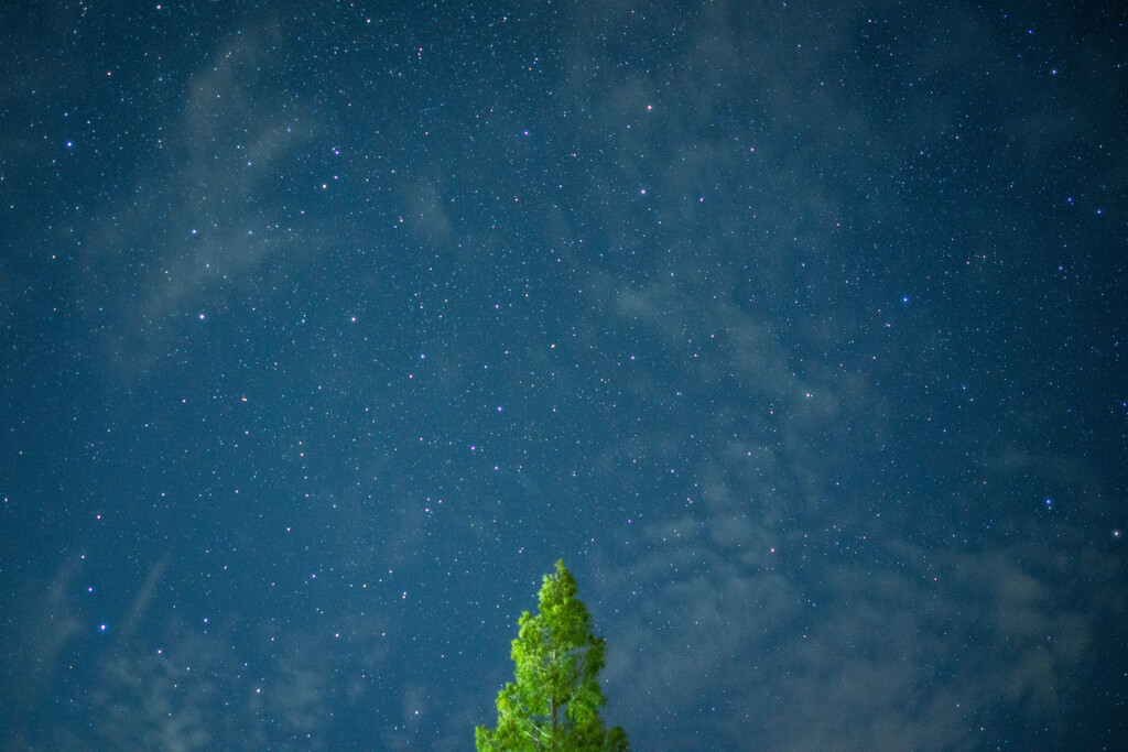 一本の木と満点の星空
