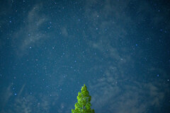 一本の木と満点の星空