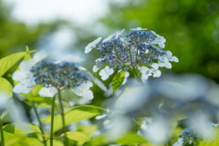 梅雨晴れの紫陽花