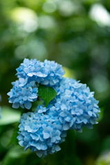 梅雨晴れの紫陽花