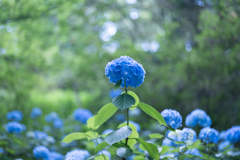 梅雨晴れの紫陽花