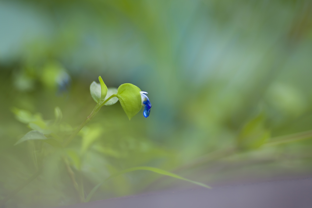 雨の日写真