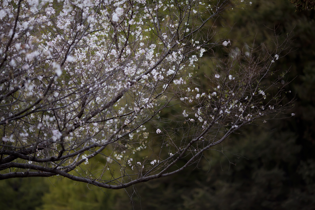 桜
