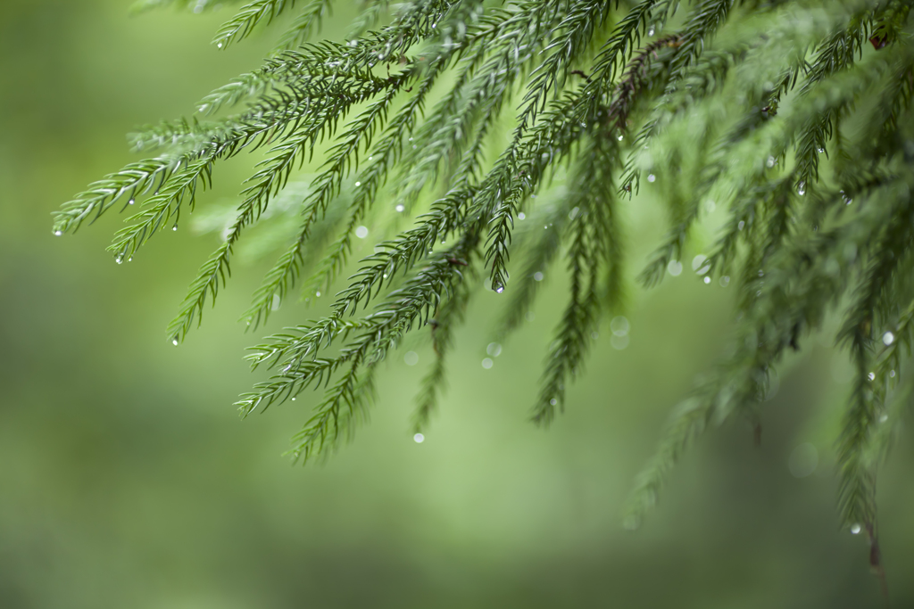 雨上がり