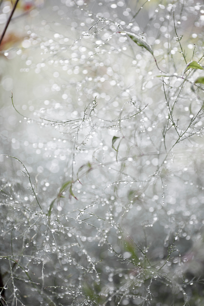 雨の日写真
