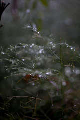 雨の日写真