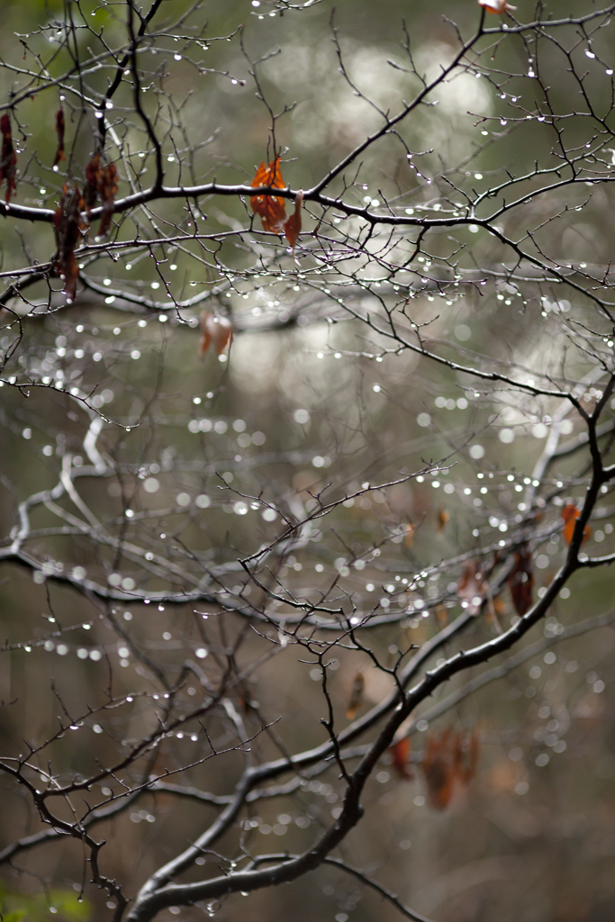 雨の日写真