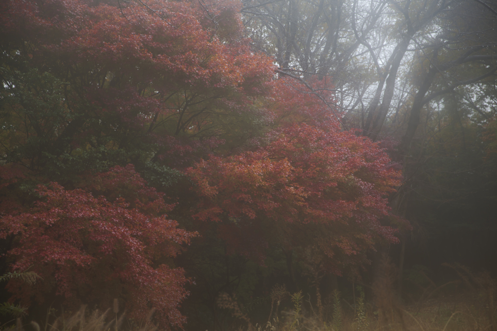 雨の日写真