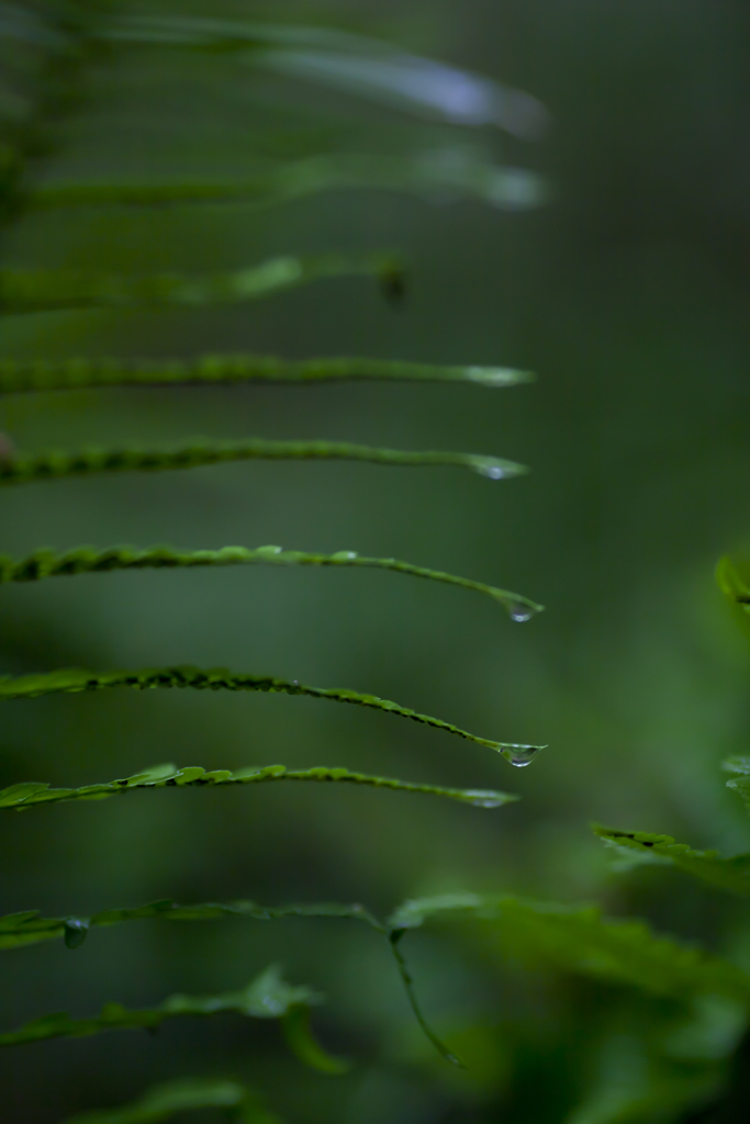 雨の日写真