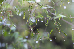 雨の日写真