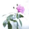 薔薇
