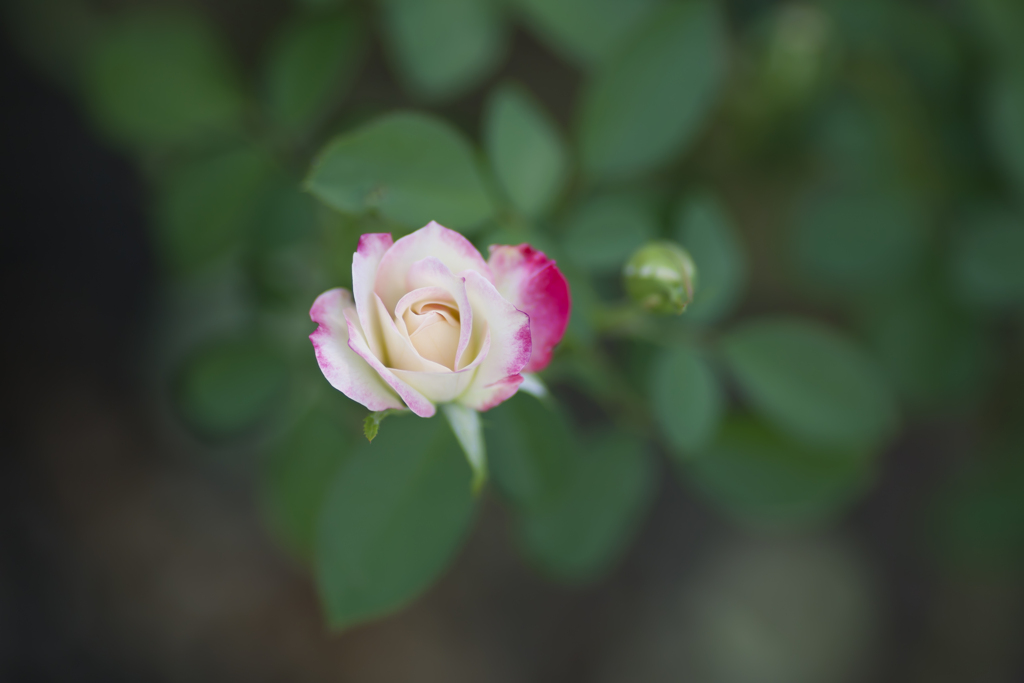 薔薇