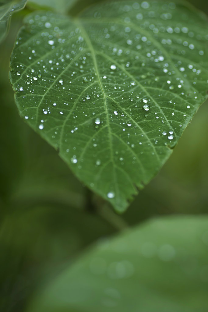 雨の日写真