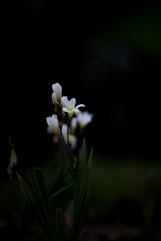 雨の日写真