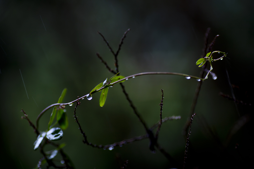 雨の日写真