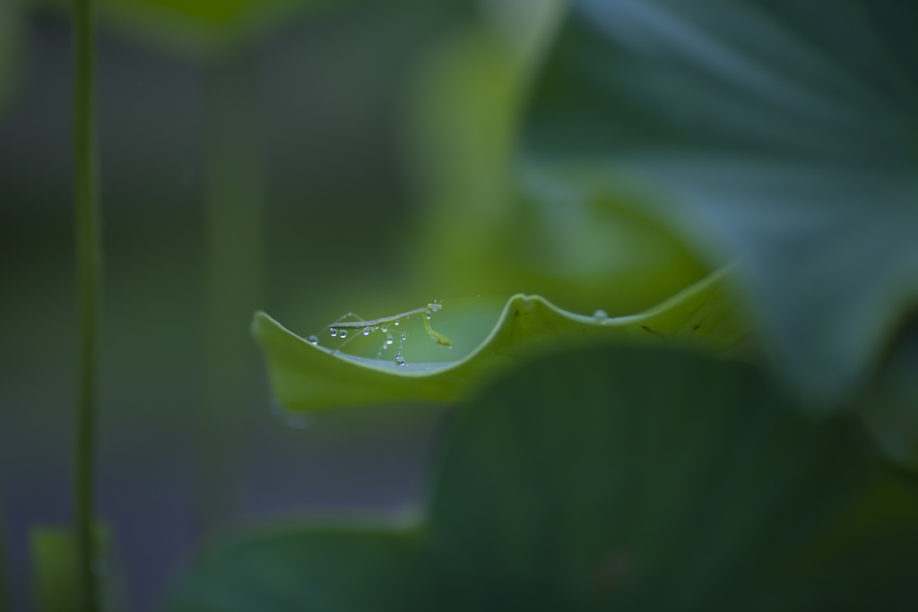 雨の日写真