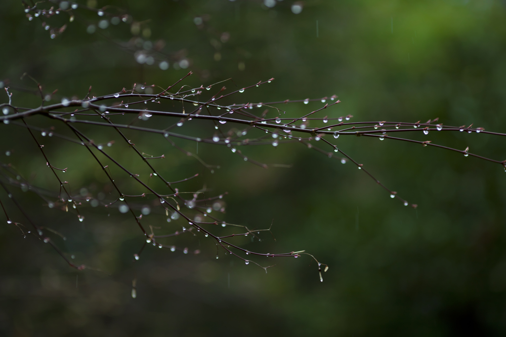 雨の日写真