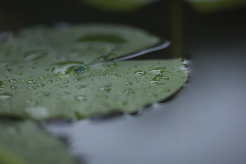 雨の日写真