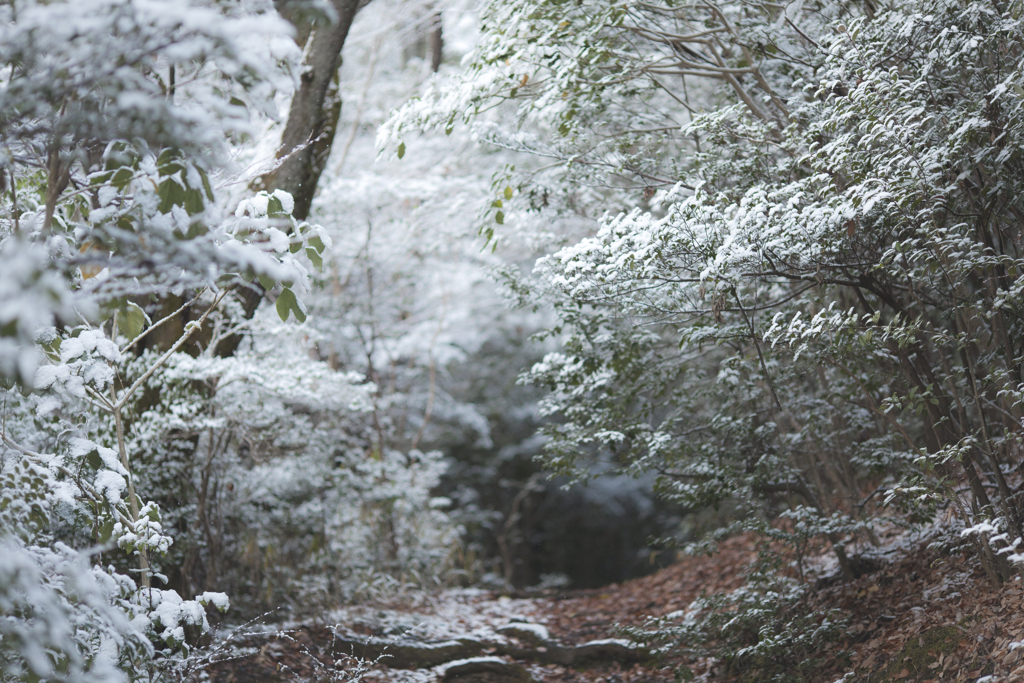 雪