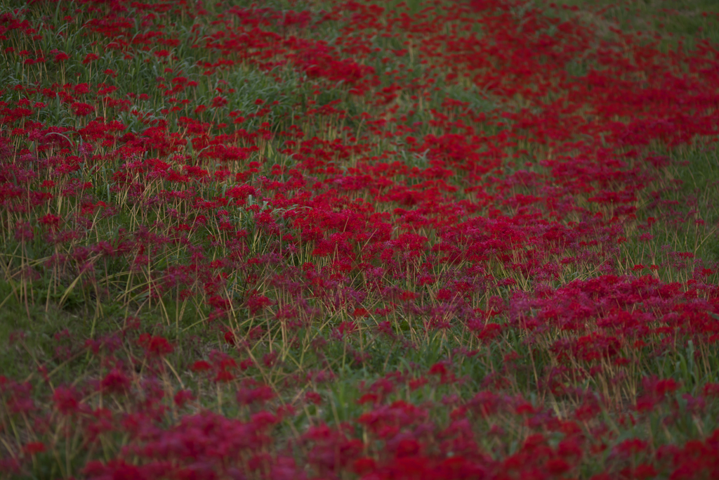 彼岸花