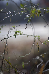 雨の日写真