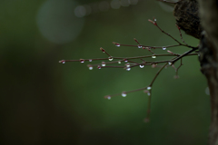 雨の日写真