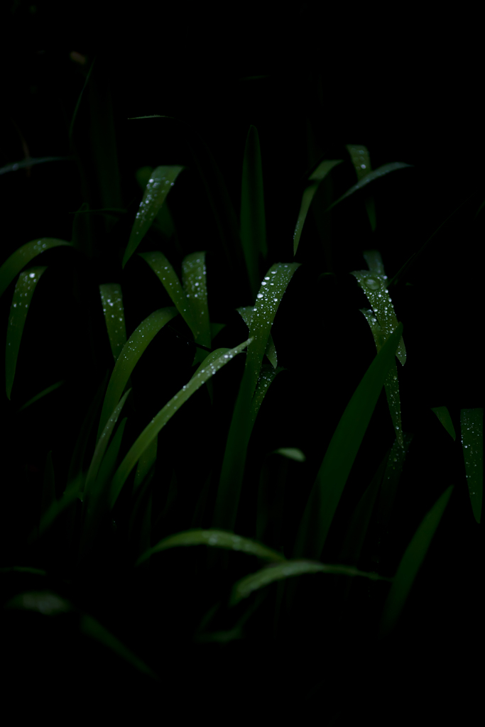 雨の日写真
