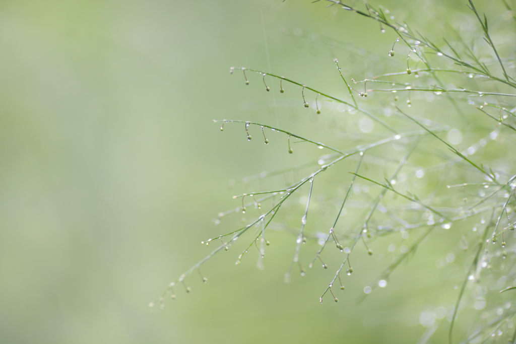 雨の日写真