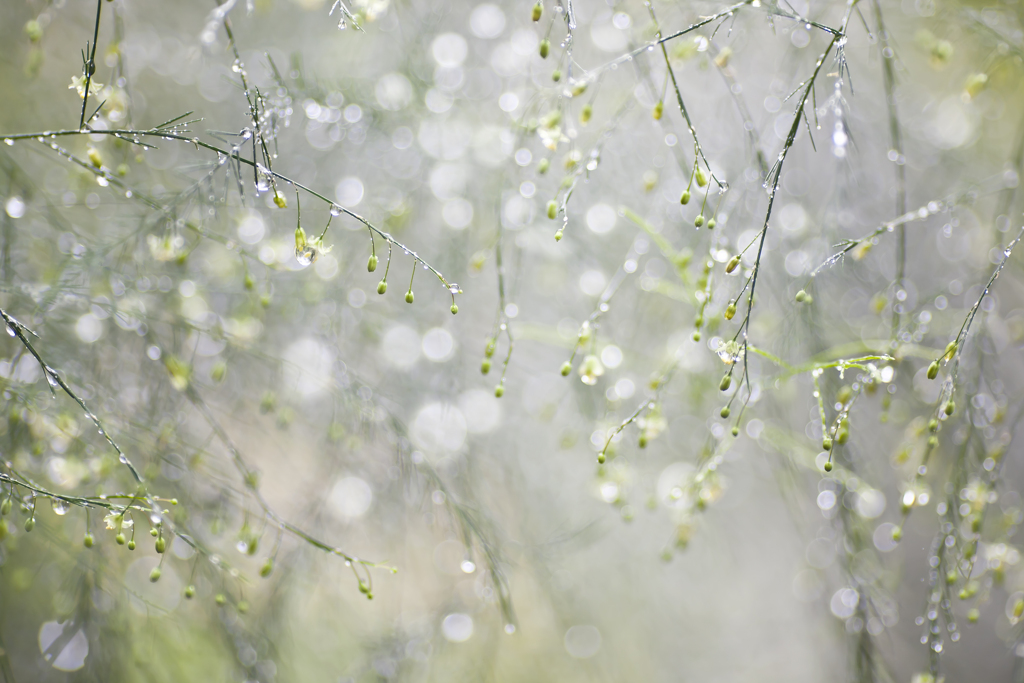 雨の日写真