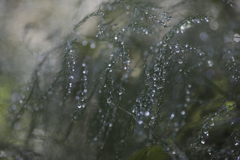 雨上がる写真