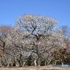 梅と青空