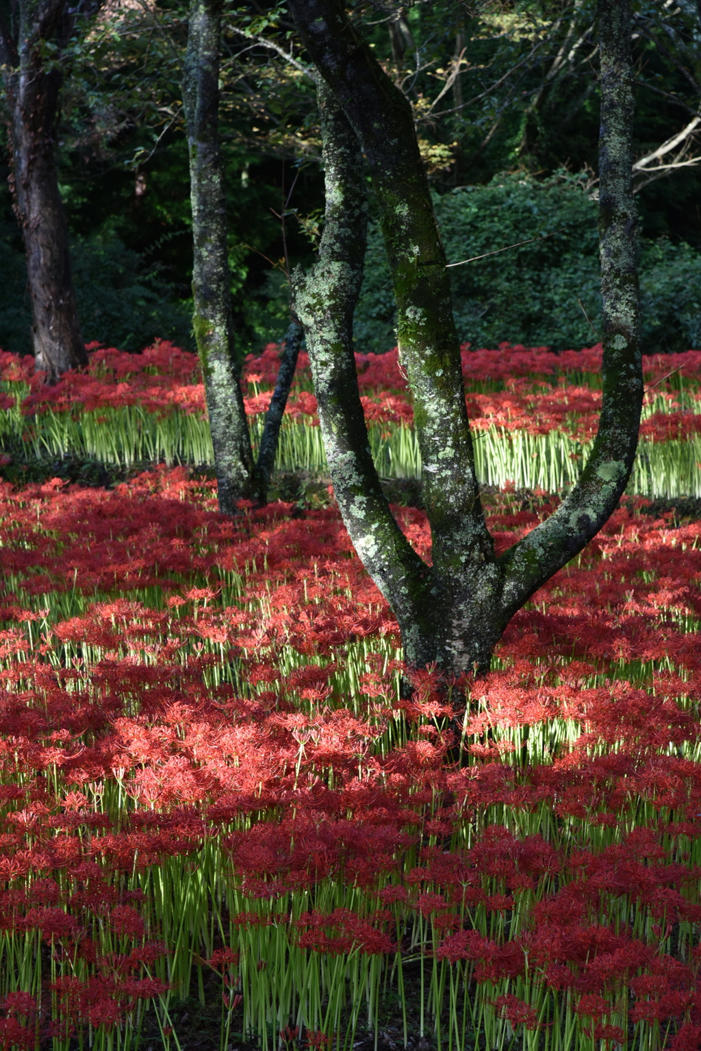 曼珠沙華へ差し込む光