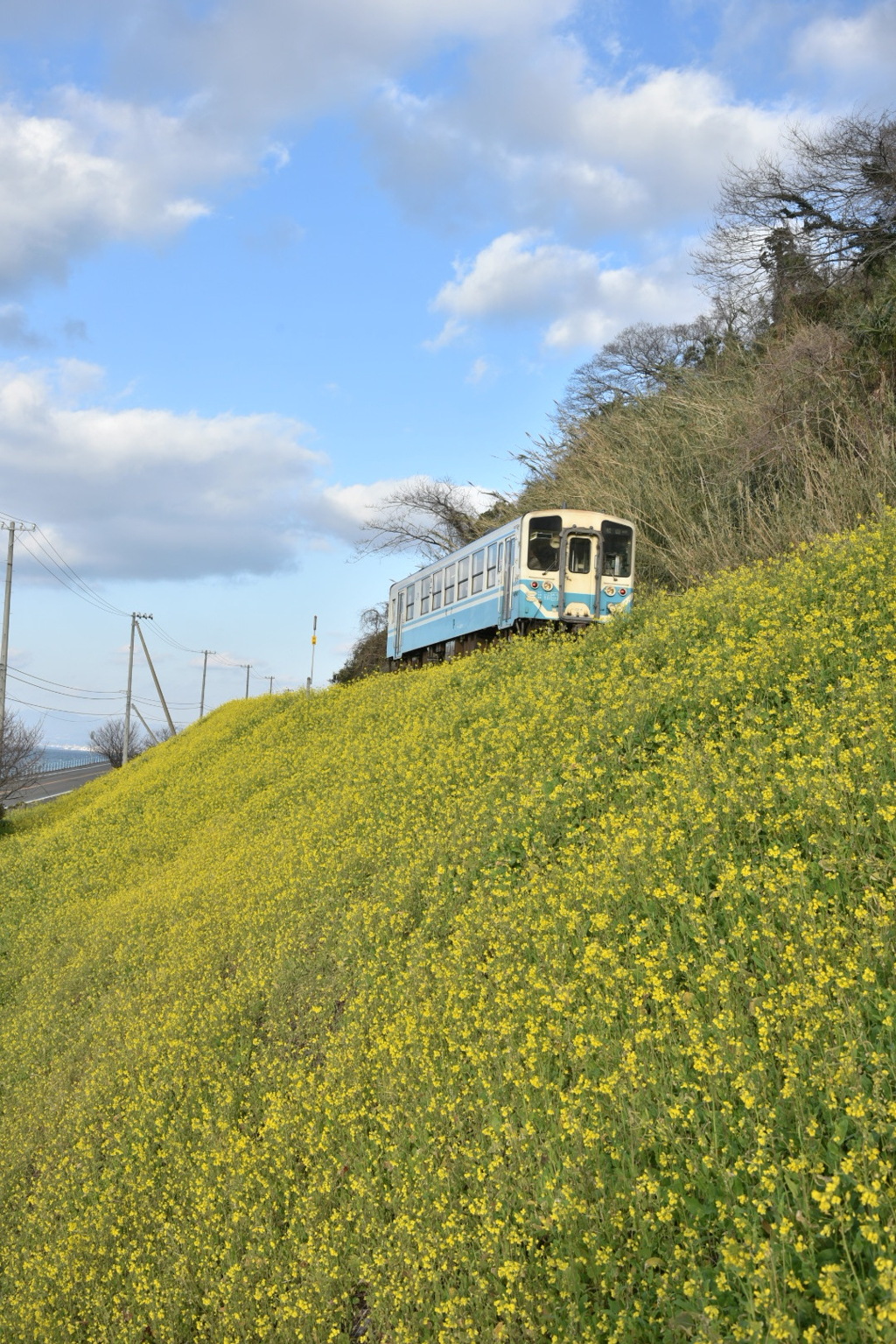 菜の花畑を快走