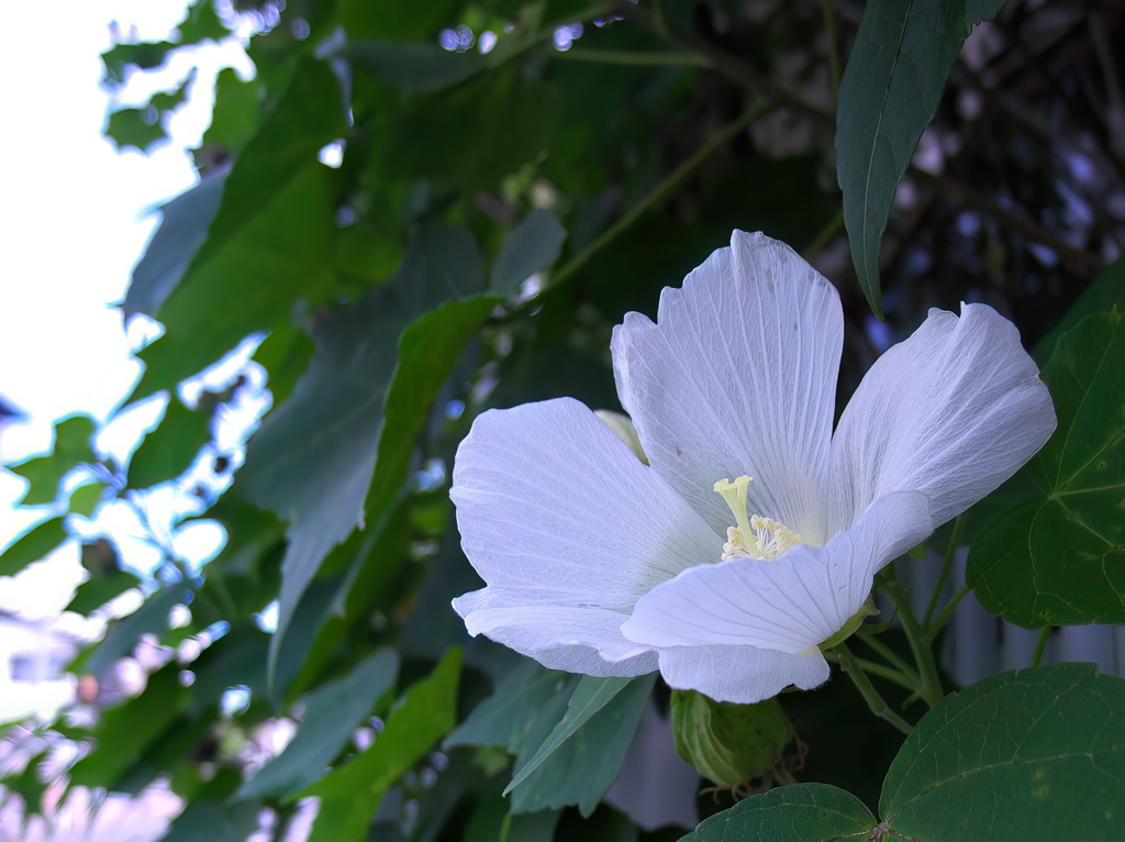 夏に咲く