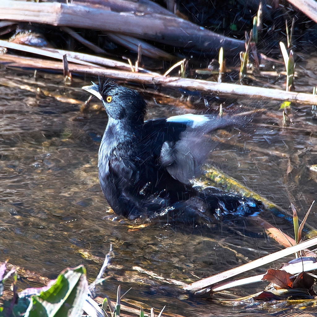 鳥撮りの練習２