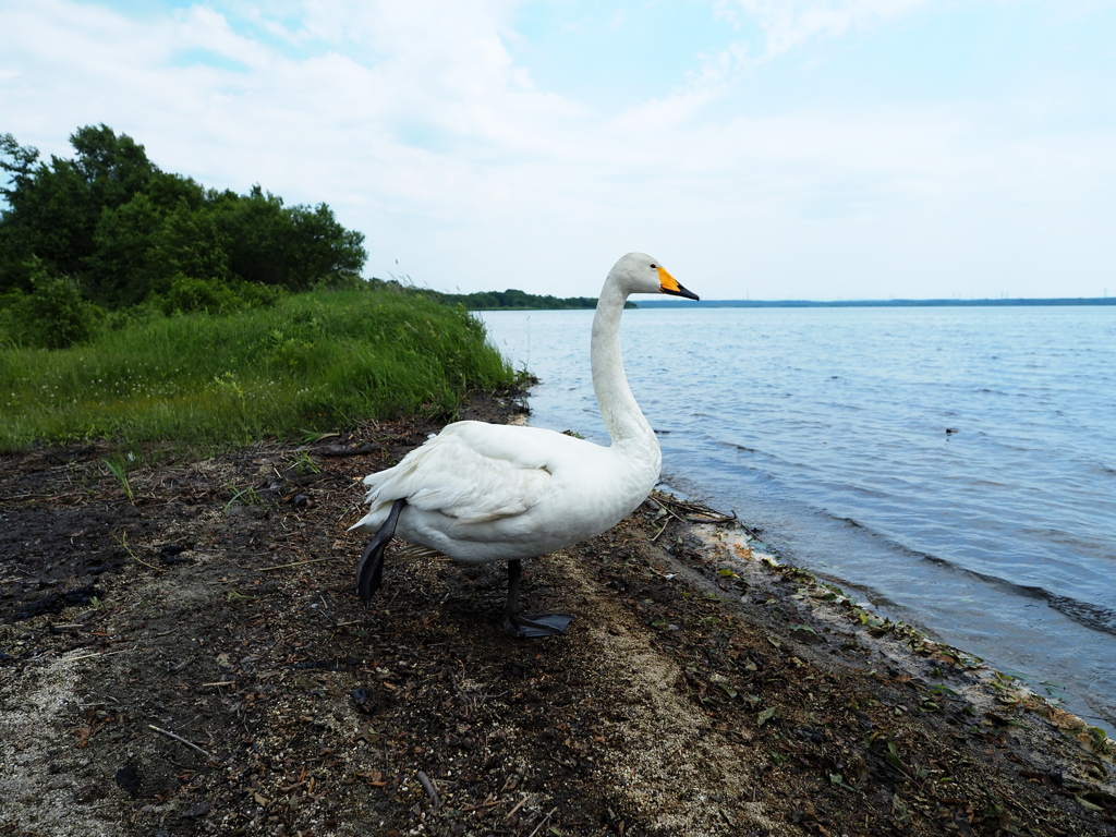 Lonely SWAN