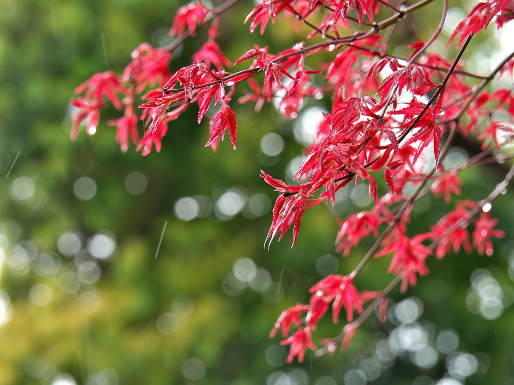 赤い芽吹き