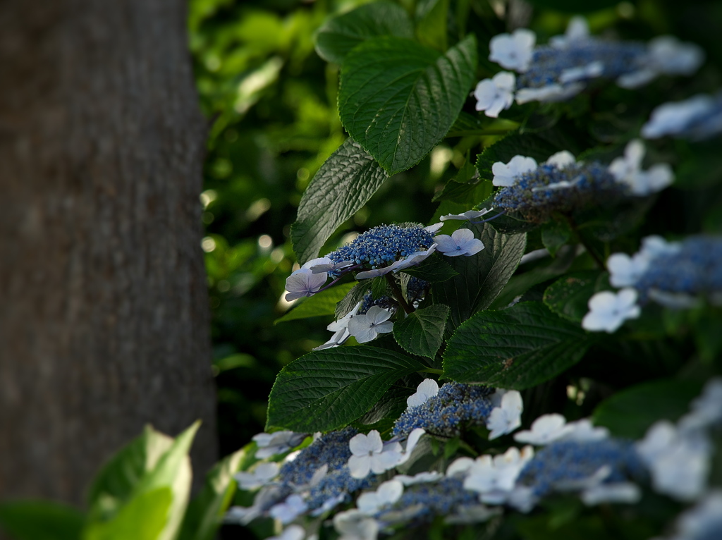 木陰の紫陽花