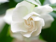 クチナシの花