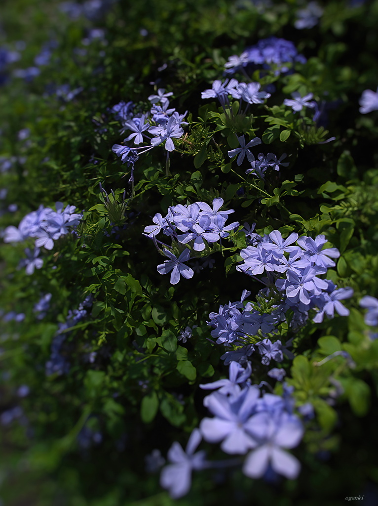 瑠璃茉
