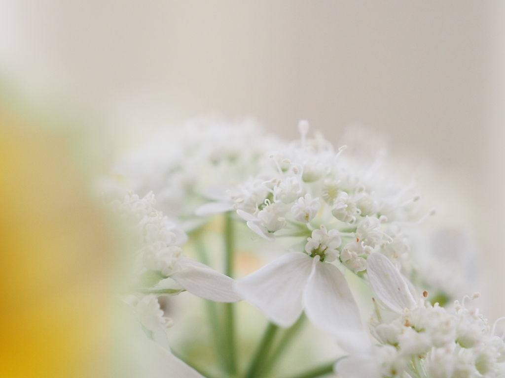 野菜の花