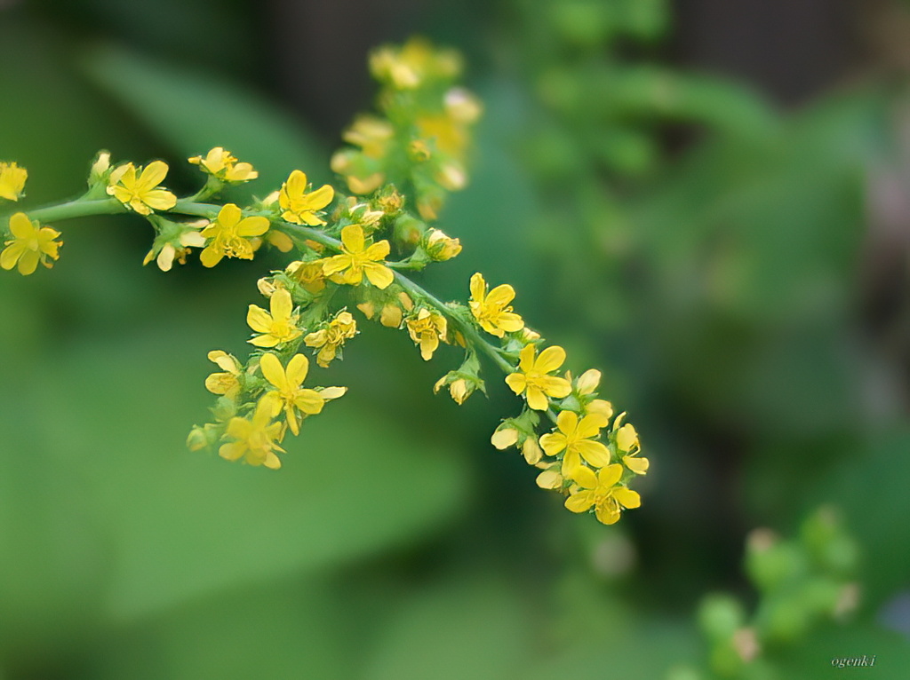 夏から秋の花