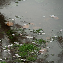 花散らしの雨