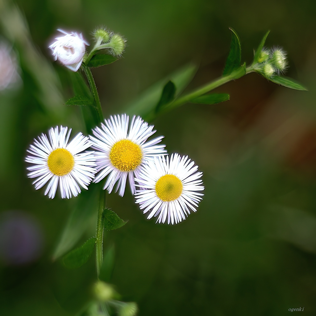 野辺の花よ