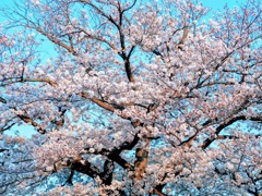 来年も待ってるね