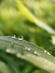 雨あがりの朝