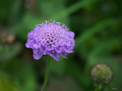 西洋松虫草