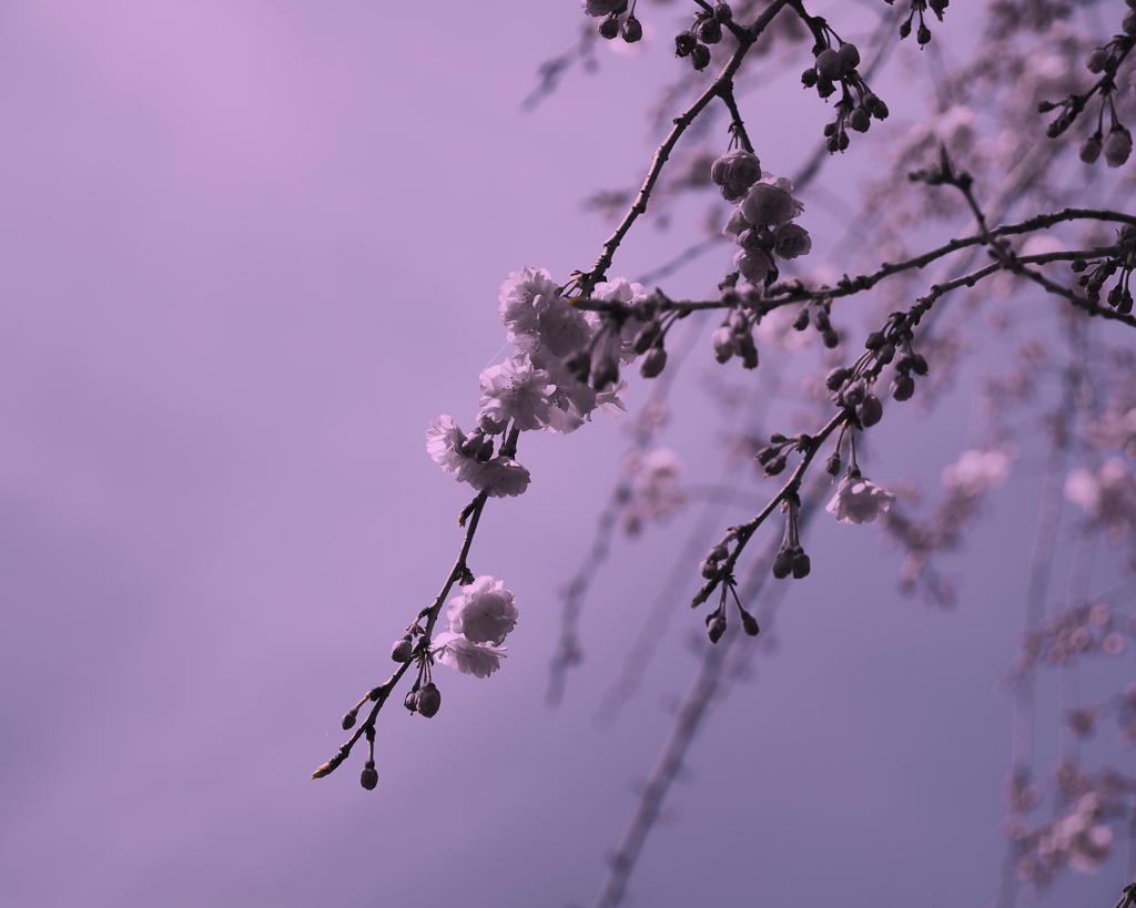 しだれ桜