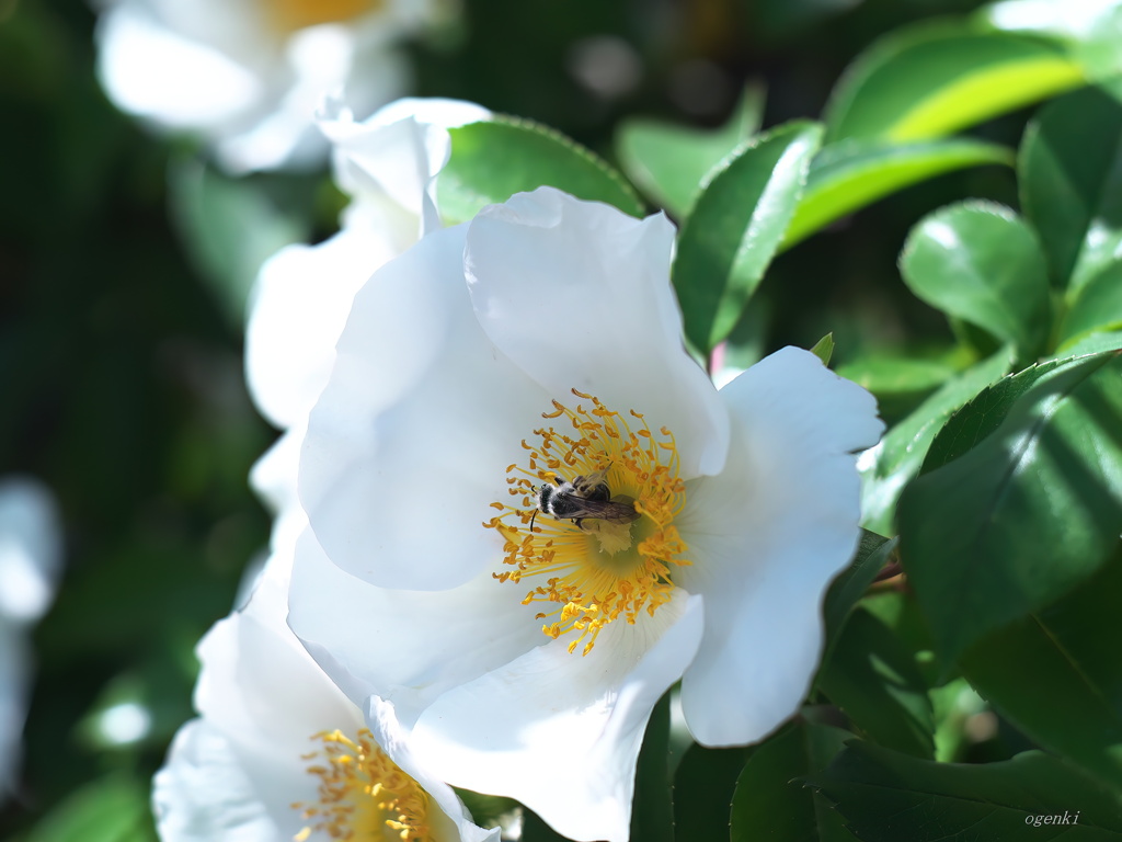 野薔薇 咲きました